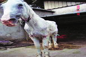 Glanders (Farcy) infected horse